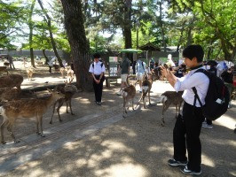 行き鹿DSC08001